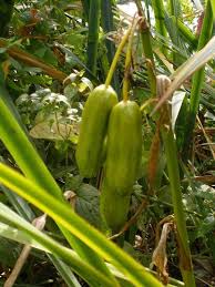Attēlu rezultāti vaicājumam “Iris pseudacorus fruit”
