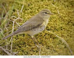 Attēlu rezultāti vaicājumam “Phylloscopus trochilus nest”