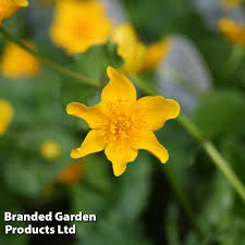 Attēlu rezultāti vaicājumam “Caltha palustris flower”