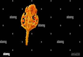 Attēlu rezultāti vaicājumam “Chara tomentosa”