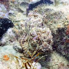 Image result for Scorpaena porcus