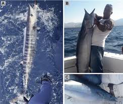 Image result for Acanthocybium solandri