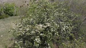 Attēlu rezultāti vaicājumam “Crataegus monogyna subsp. nordica”