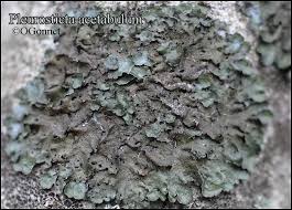 Attēlu rezultāti vaicājumam “Pleurosticta acetabulum”