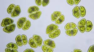 Attēlu rezultāti vaicājumam “Nitella sp.”