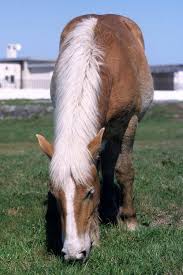 Attēlu rezultāti vaicājumam “Equus ferus caballus”