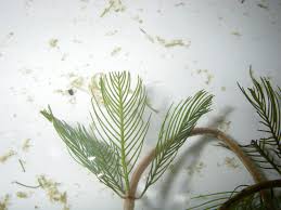 Attēlu rezultāti vaicājumam “Myriophyllum alterniflorum leaf”