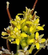 Attēlu rezultāti vaicājumam “Sisymbrium volgense flower”