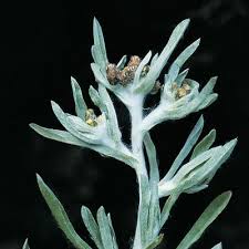 Attēlu rezultāti vaicājumam “Gnaphalium uliginosum leaf”