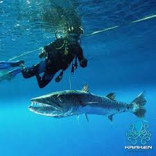 Image result for Dive Barracuda