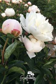 Image result for Pfingstrose