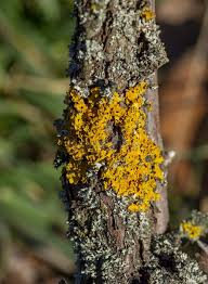 Attēlu rezultāti vaicājumam “Xanthoria fulva”