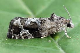 Attēlu rezultāti vaicājumam “Eudemis porphyrana”