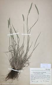 Attēlu rezultāti vaicājumam “Phleum phleoides fruit”