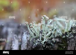 Attēlu rezultāti vaicājumam “Cladonia botrytes”