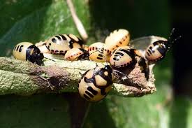 Attēlu rezultāti vaicājumam “Tritomegas bicolor nymph”