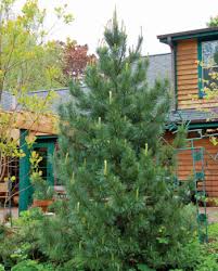 Attēlu rezultāti vaicājumam “Pinus cembra”