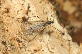 Attēlu rezultāti vaicājumam “Trichocera regelationis”