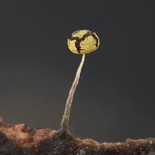 Attēlu rezultāti vaicājumam “Physarum viride”