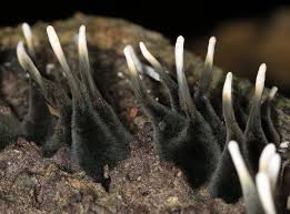 Attēlu rezultāti vaicājumam “Neocudoniella albiceps”