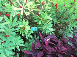 Attēlu rezultāti vaicājumam “Daphne mezereum leaf”