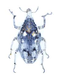 Attēlu rezultāti vaicājumam “Larinus sp.”