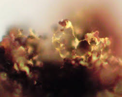 Attēlu rezultāti vaicājumam “Physarum bryomacrocarpum spores”