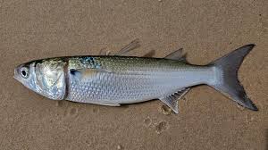 Image result for Mugil