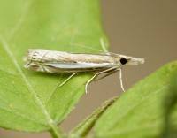 Attēlu rezultāti vaicājumam “Crambus hamella”