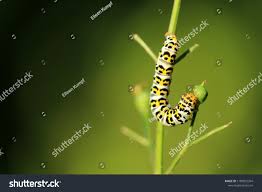 Attēlu rezultāti vaicājumam “Shargacucullia scrophulariae”