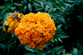 Attēlu rezultāti vaicājumam “Tagetes flower”