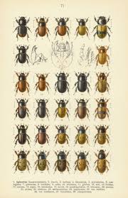 Attēlu rezultāti vaicājumam “Aphodius sp. imago”