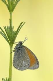 Attēlu rezultāti vaicājumam “Coenonympha glycerion underside”