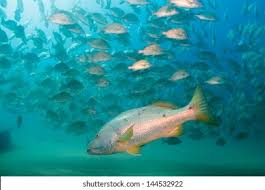 Image result for Lutjanus novemfasciatus