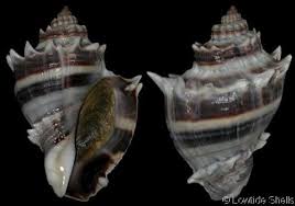 Image result for Melongena corona