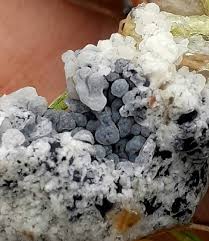 Attēlu rezultāti vaicājumam “Didymiaceae”