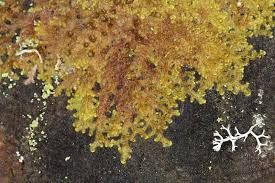 Attēlu rezultāti vaicājumam “Ptilidium pulcherrimum”