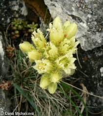 Attēlu rezultāti vaicājumam “Jovibarba globifera bud”