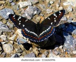 Attēlu rezultāti vaicājumam “Limenitis populi”