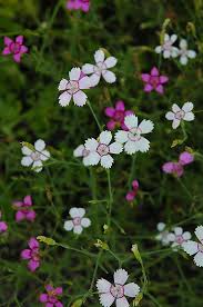 Attēlu rezultāti vaicājumam “Dianthus deltoides flower”