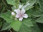 Common Marshmallow <b>Althaea</b>