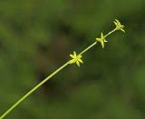 Attēlu rezultāti vaicājumam “Carex loliacea”