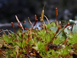 Attēlu rezultāti vaicājumam “Encalypta”