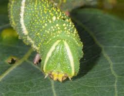 Attēlu rezultāti vaicājumam “Laothoe amurensis”