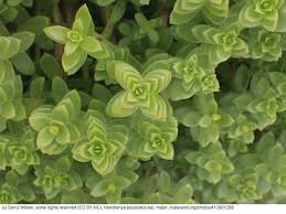 Attēlu rezultāti vaicājumam “Honckenya peploides fruit”