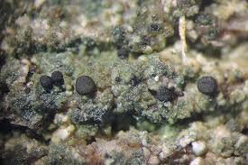 Attēlu rezultāti vaicājumam “Trapeliopsis flexuosa”