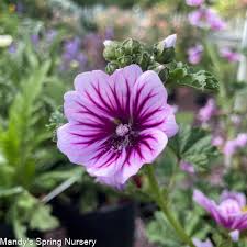 Image result for Malva sylvestris 'Zebrina'