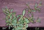 <b>Molluginaceae</b>