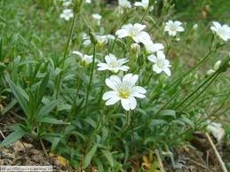 Attēlu rezultāti vaicājumam “Cerastium arvense flower”