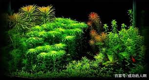 「扭蘭」的圖片搜尋結果